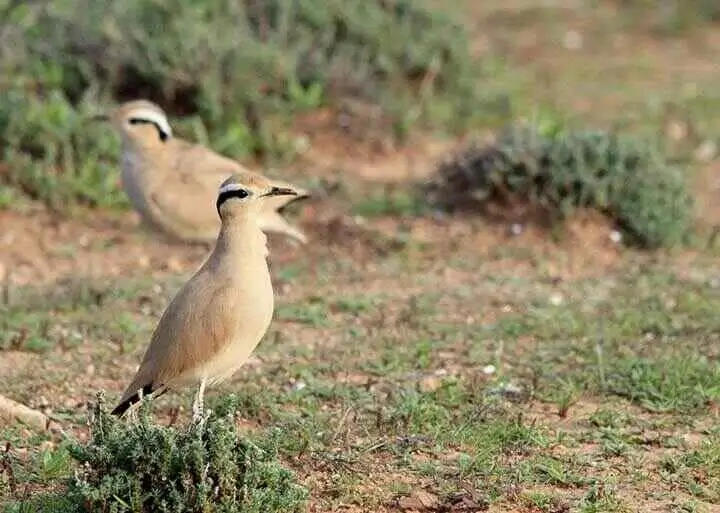 Somali Coursers